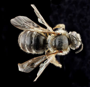 Image of Sweat bee