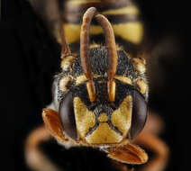 Image of Texas Nomad Bee