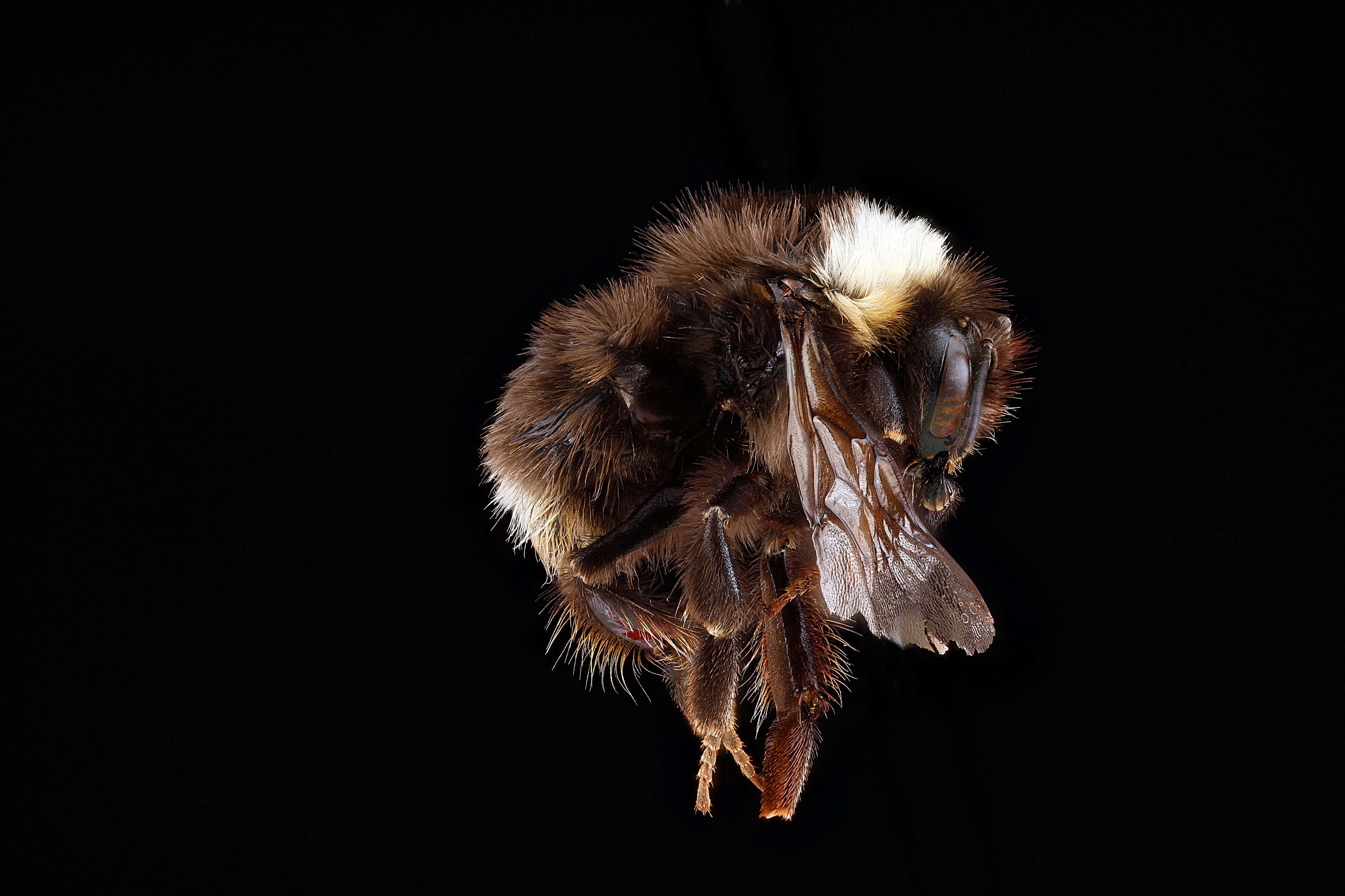 Слика од Bombus occidentalis Greene 1858