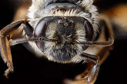 Image of Hawthorn Andrena