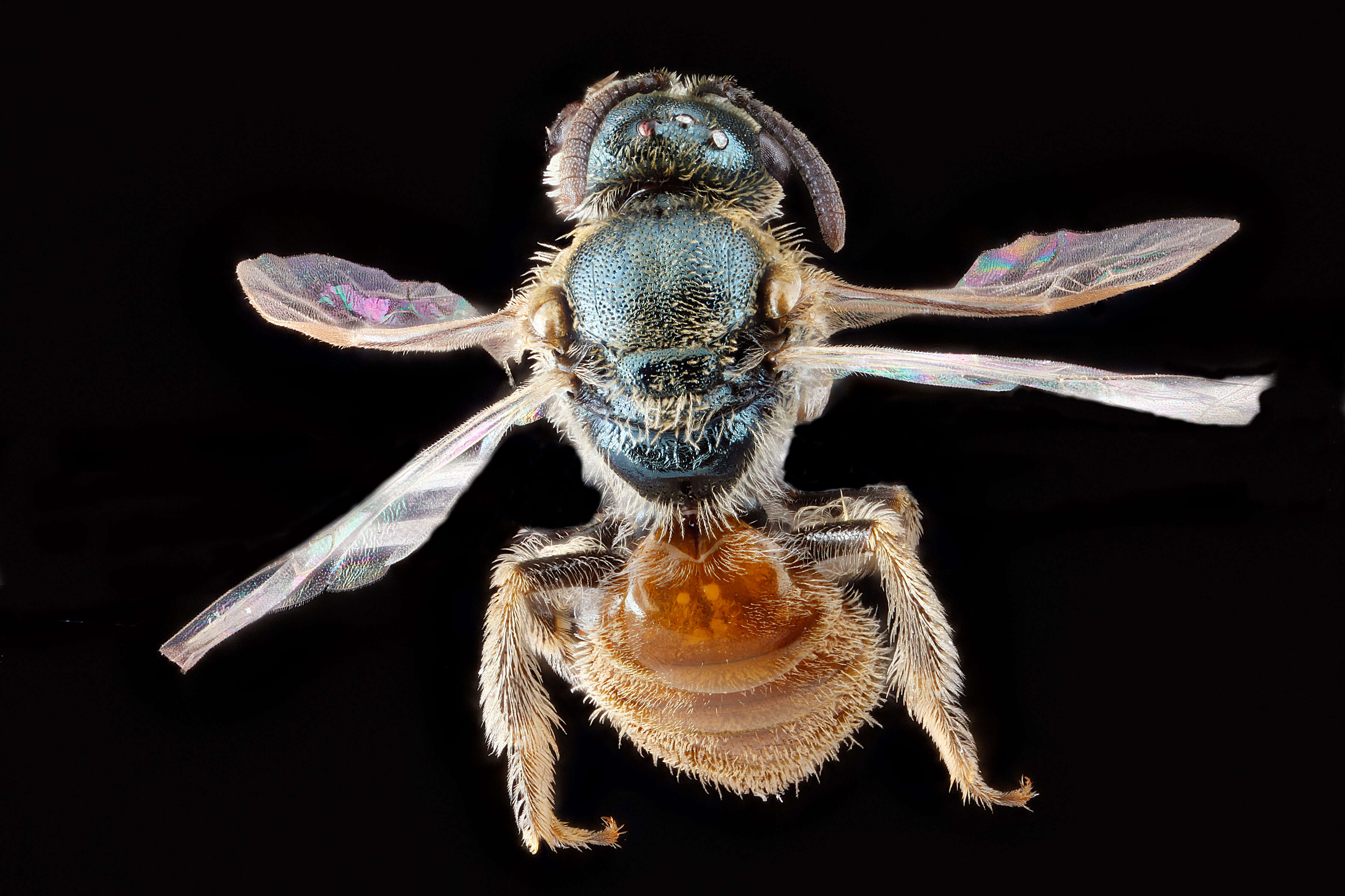 Plancia ëd Lasioglossum pictum (Crawford 1902)