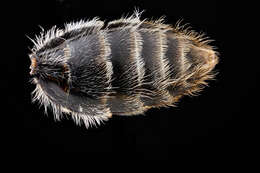 Image of Cresson's Andrena