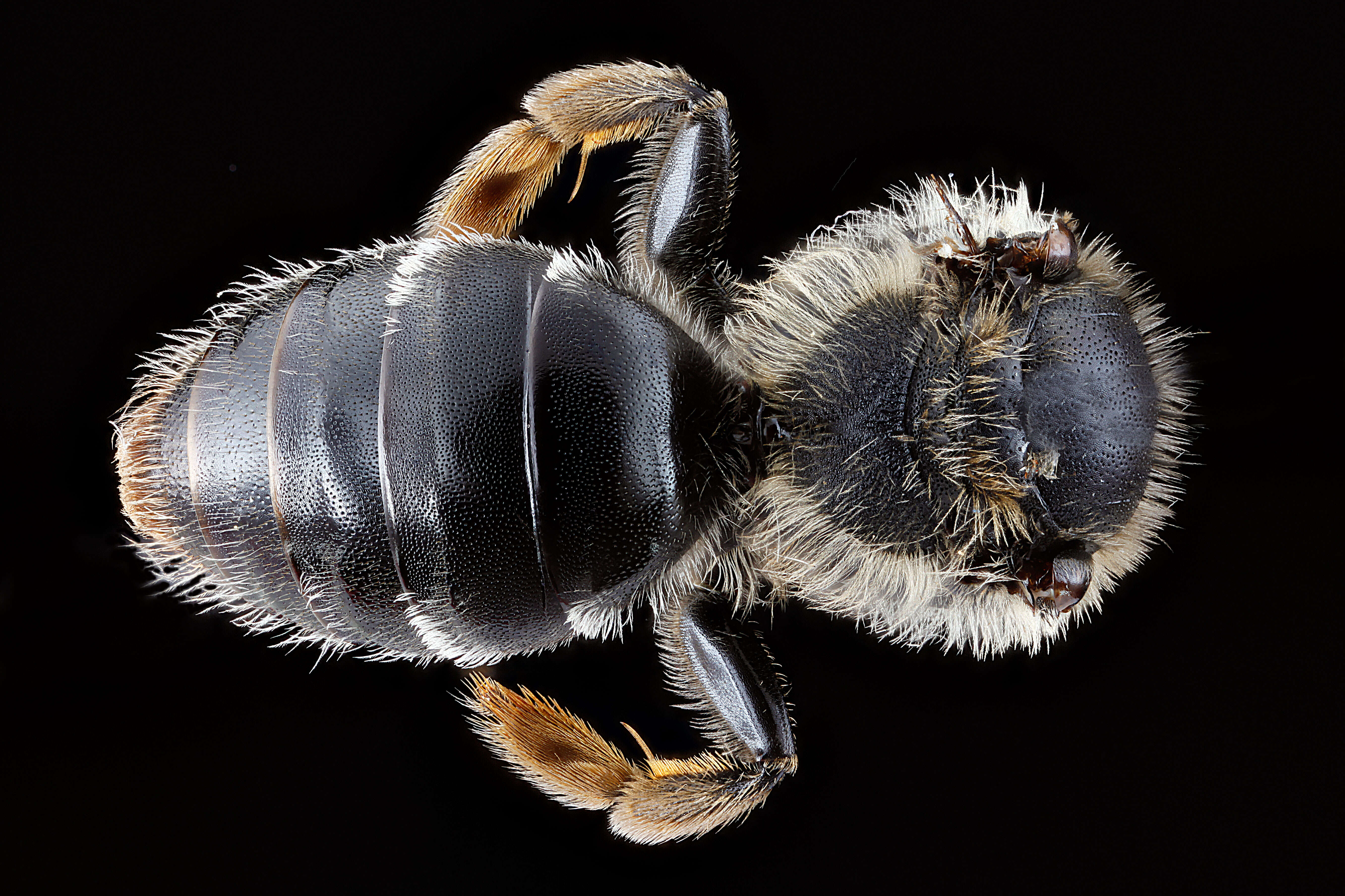 Image of Cresson's Andrena