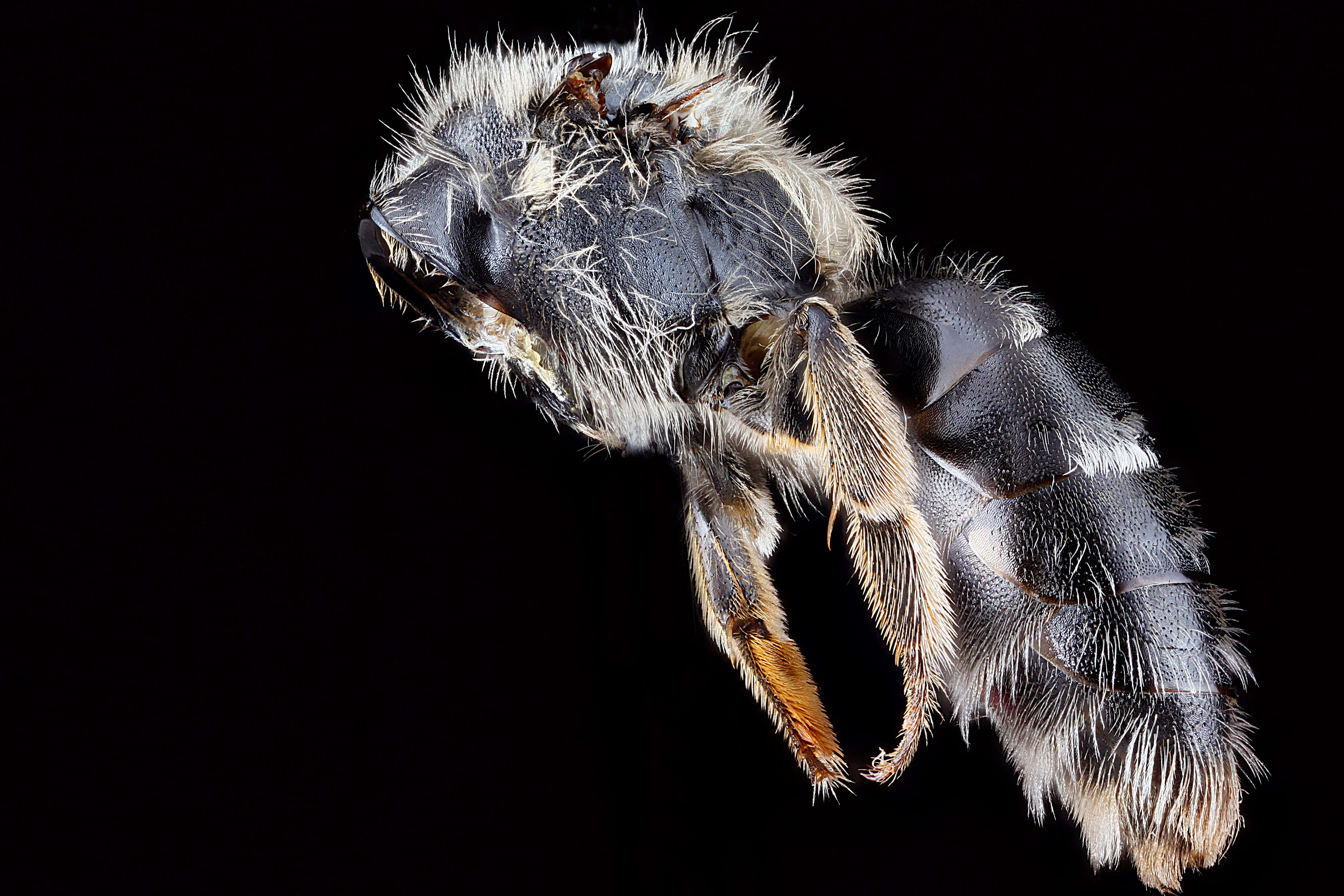 Image of Cresson's Andrena