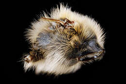 Imagem de Andrena vicina Smith 1853