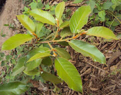 Image of brown-woolly fig