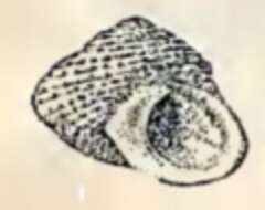 Image of Anadema H. Adams & A. Adams 1854