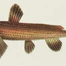 Image of stream catfishes