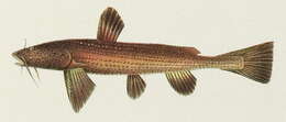 Image of stream catfishes