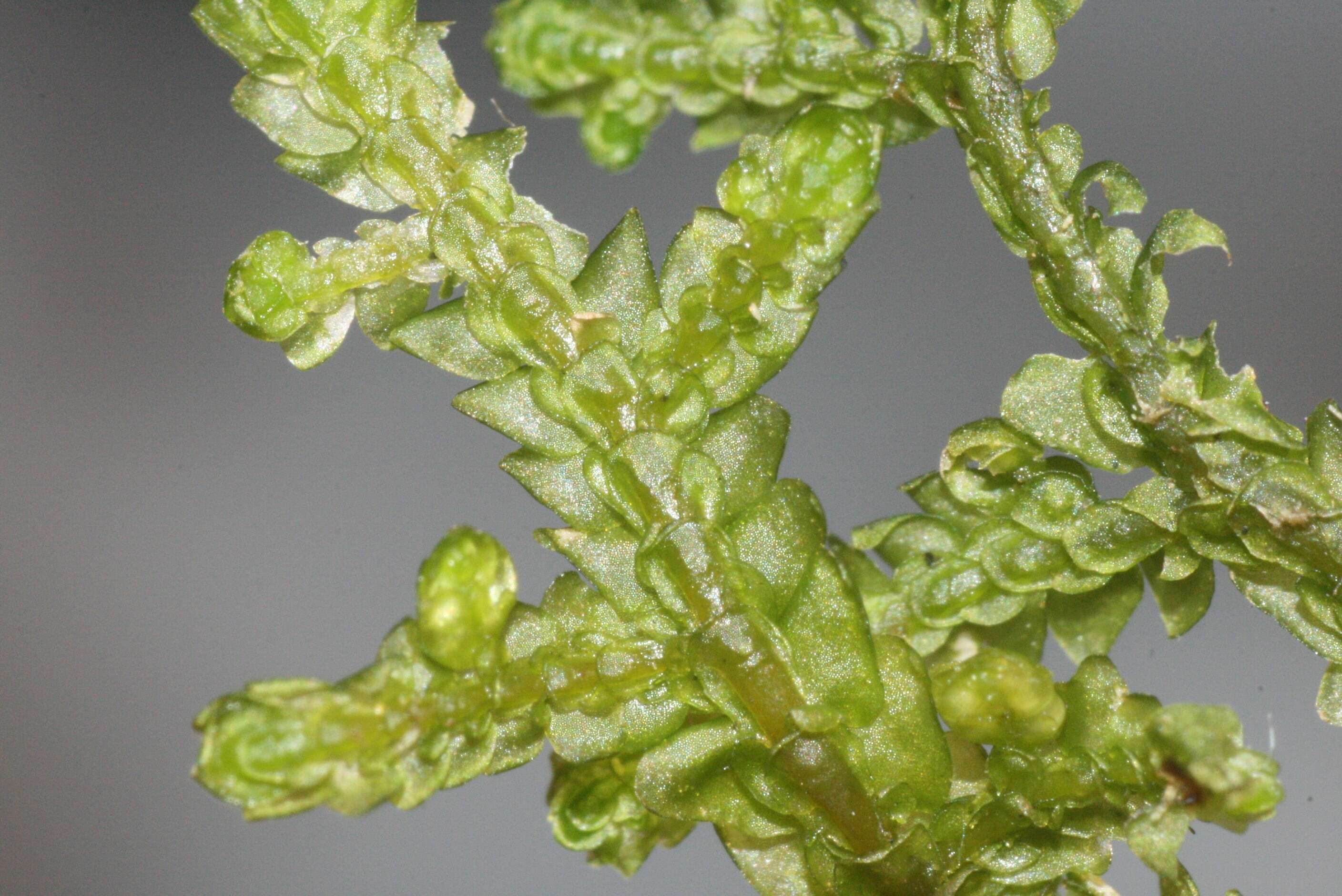 Image of Wall Scalewort