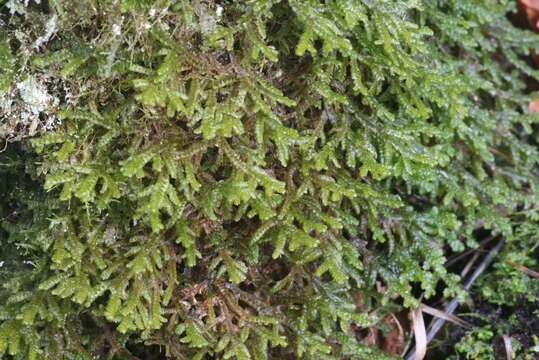 Image of Wall Scalewort