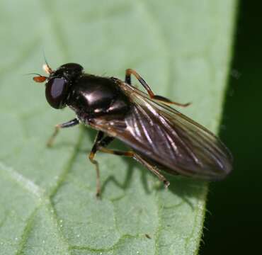 Image of Cheilosia pagana (Meigen 1822)