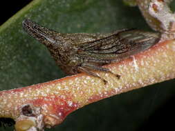 Image of Lantana Treehopper