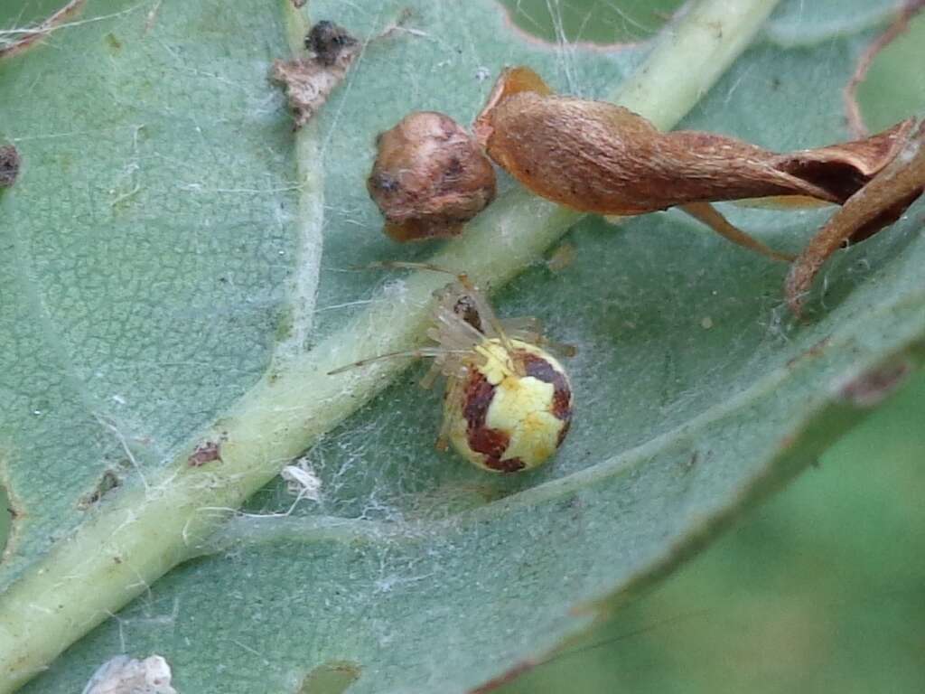 Image of Theridion varians Hahn 1833