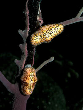 Image of Flamingo tongue snail