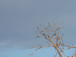 Image of Abyssinian Roller