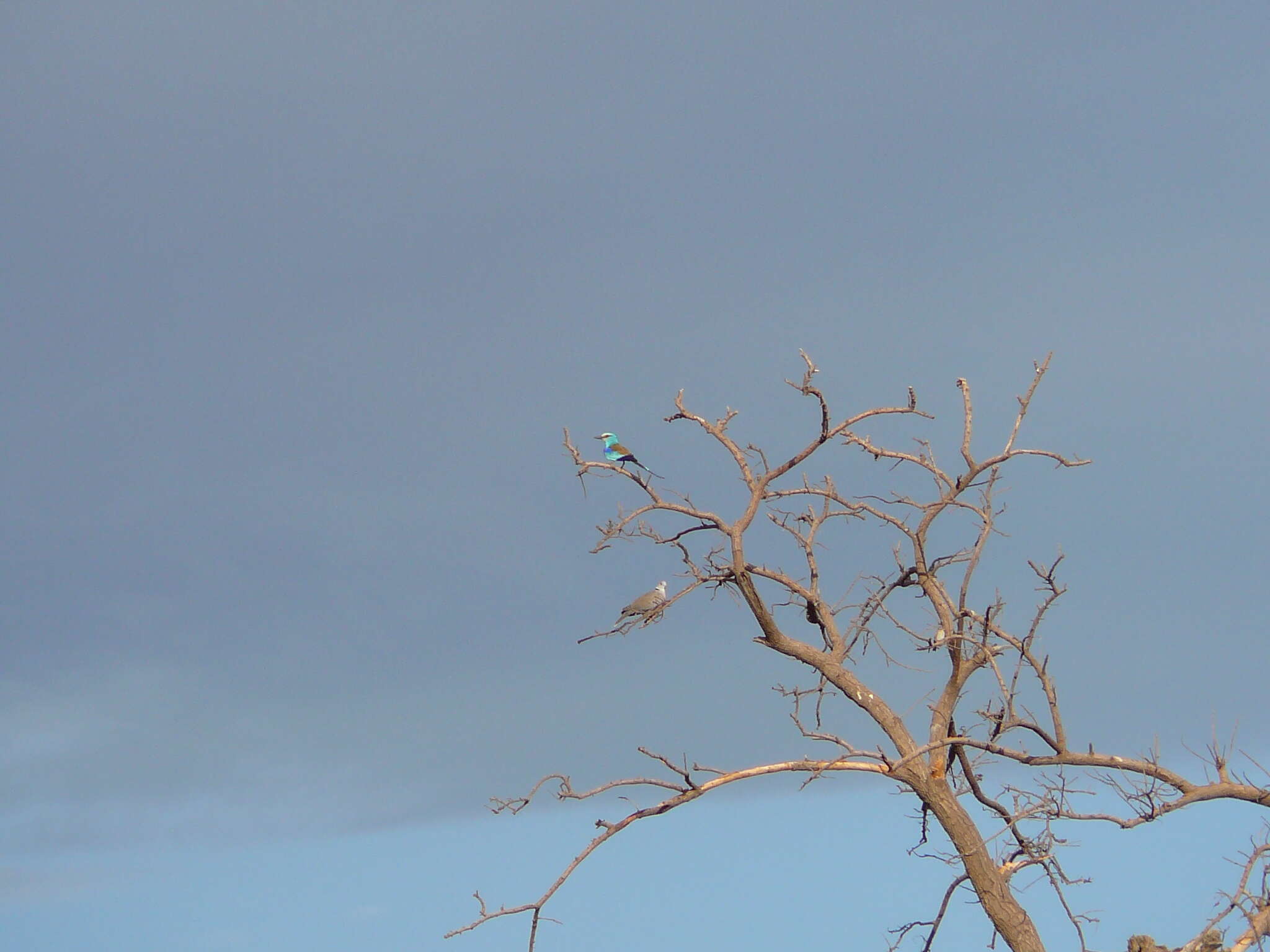 Image of Abyssinian Roller