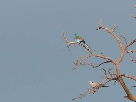 Image of Abyssinian Roller