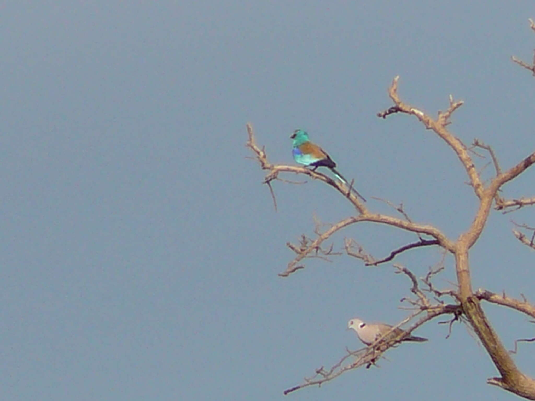 Image of Abyssinian Roller