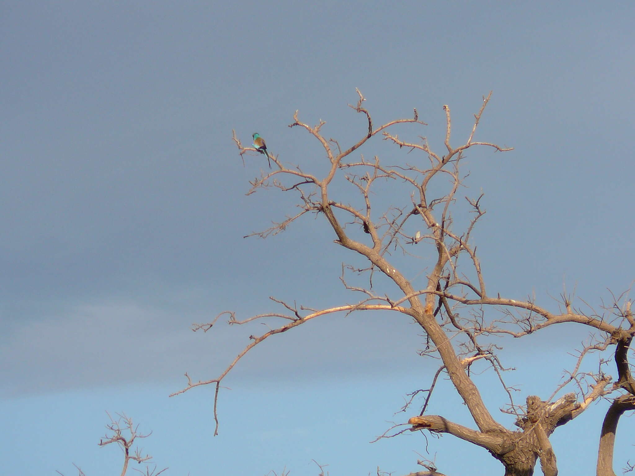 Image of Abyssinian Roller