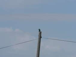 Image of Abyssinian Roller