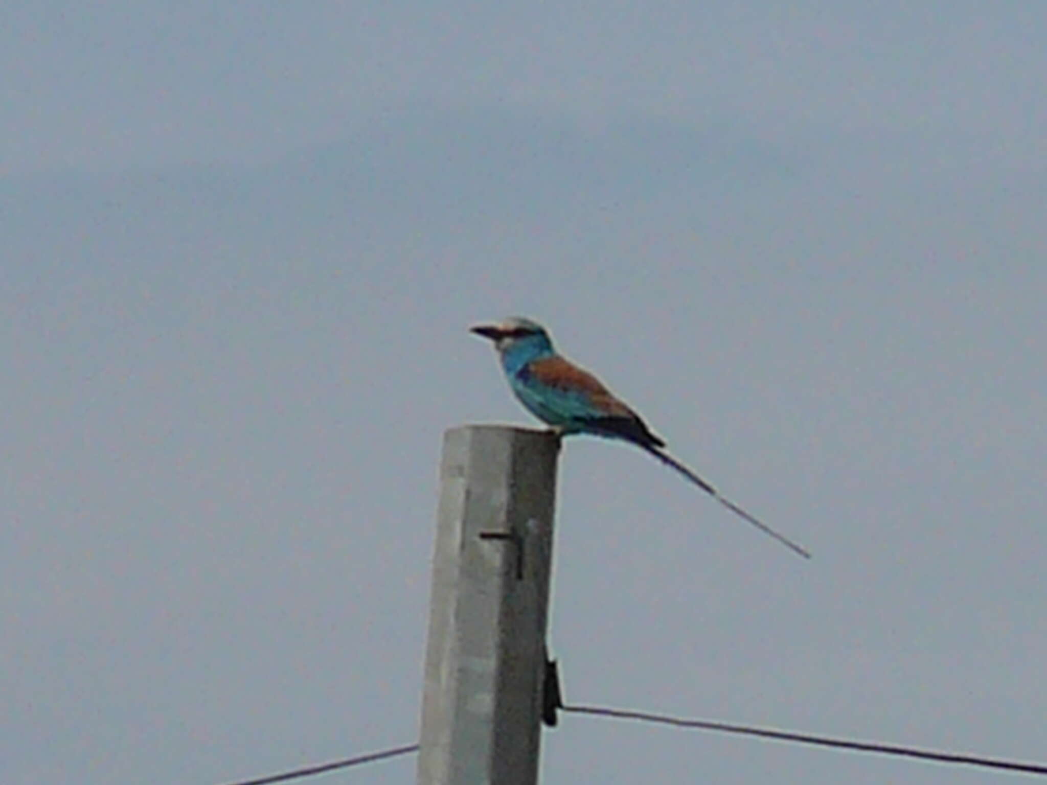 Image of Abyssinian Roller