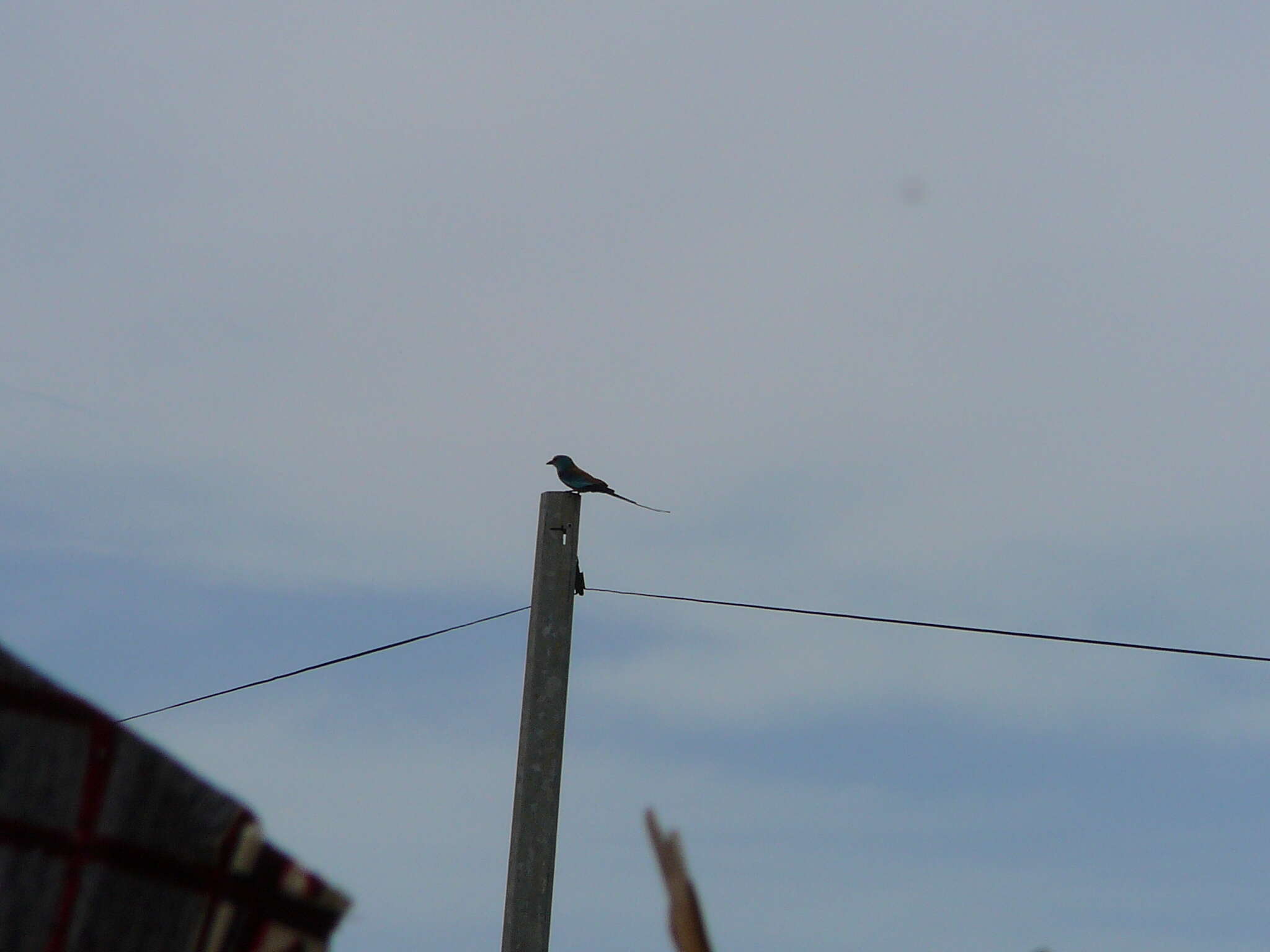 Image of Abyssinian Roller