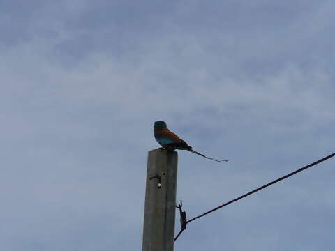 Image of Abyssinian Roller