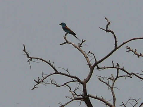 Image of Abyssinian Roller