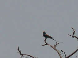 Image of Abyssinian Roller