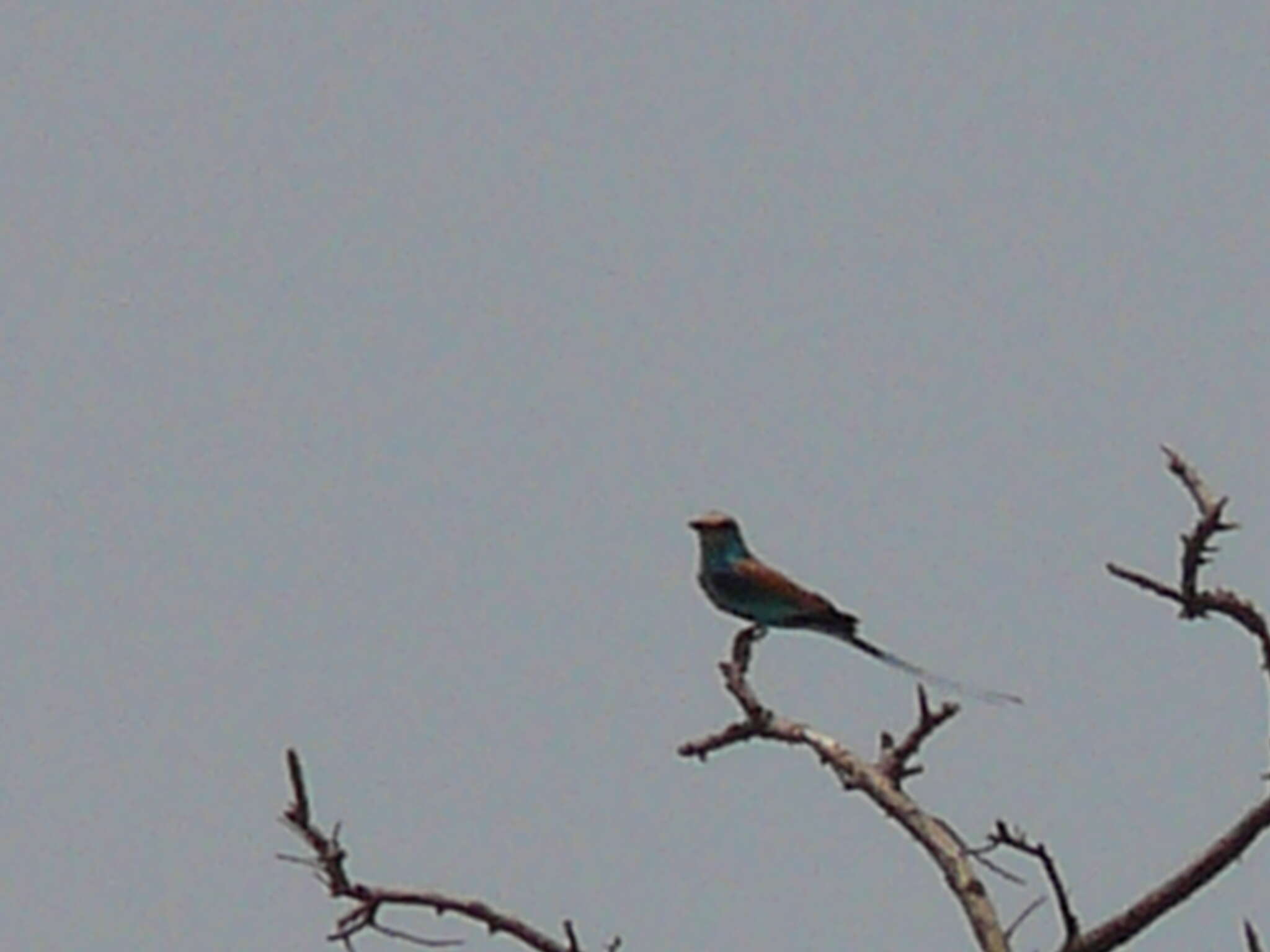 Image of Abyssinian Roller