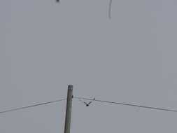 Image of Abyssinian Roller