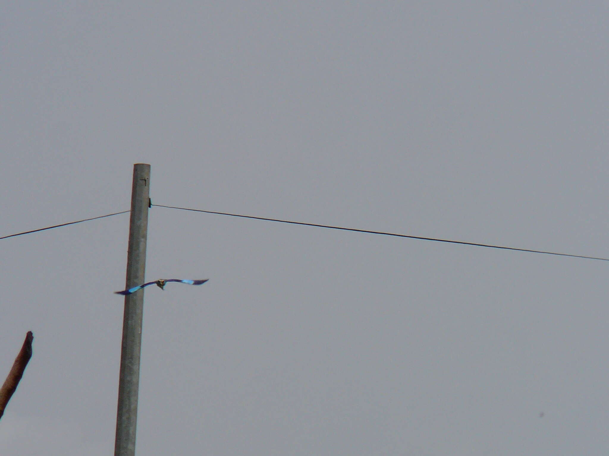 Image of Abyssinian Roller