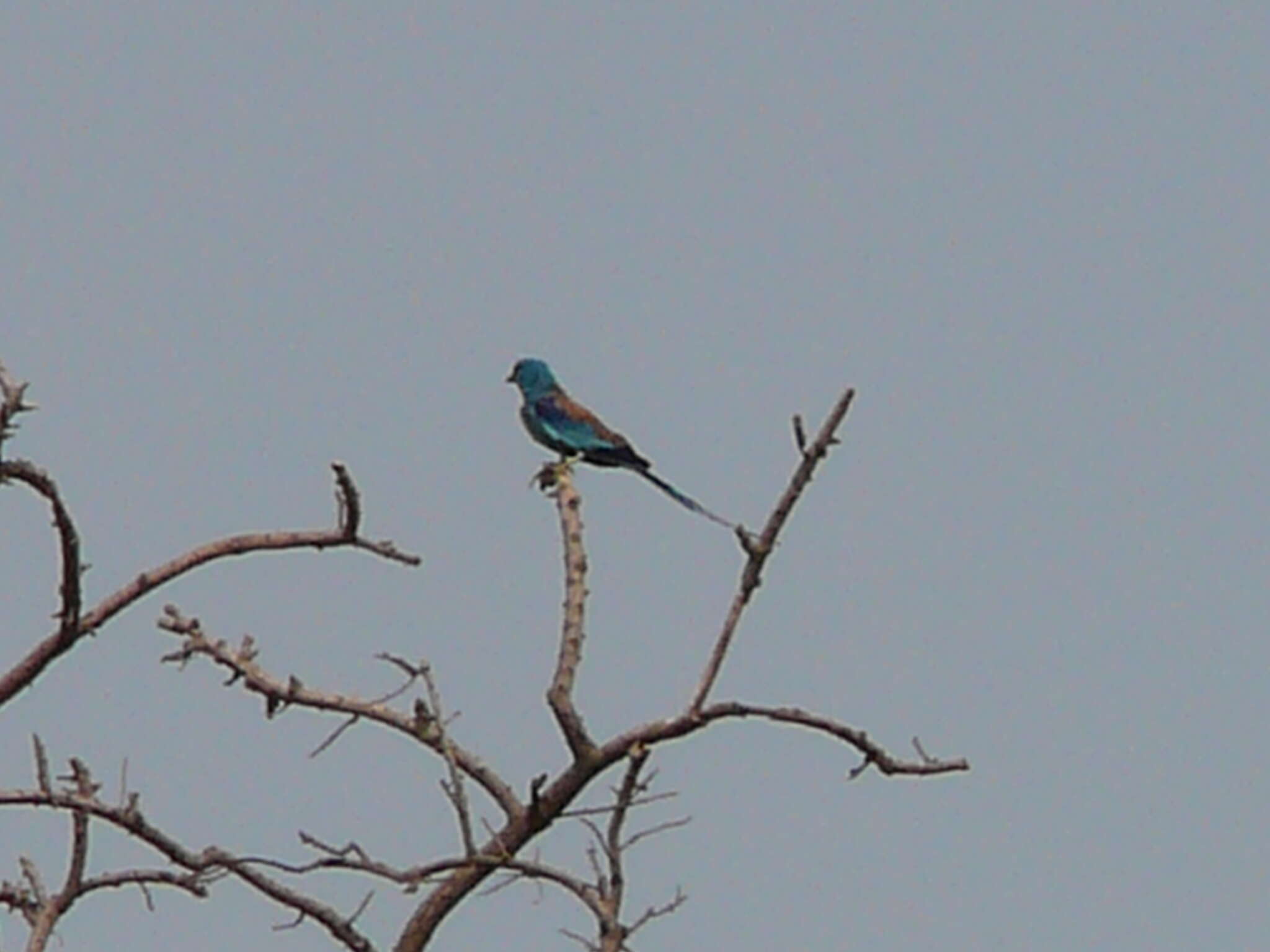 Image of Abyssinian Roller