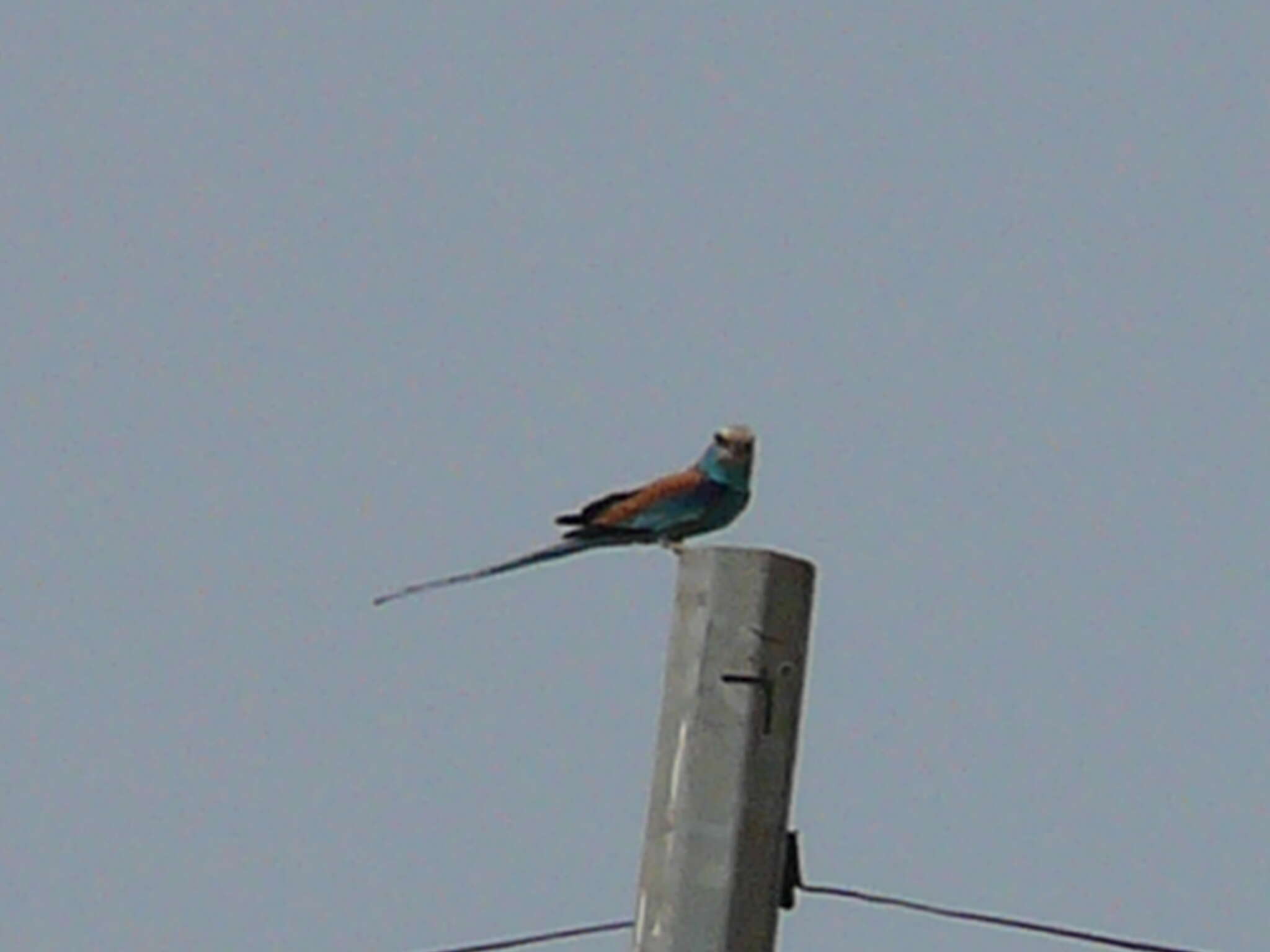 Image of Abyssinian Roller