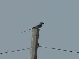 Image of Abyssinian Roller