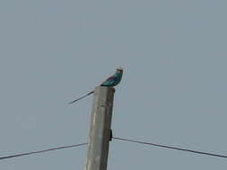 Image of Abyssinian Roller