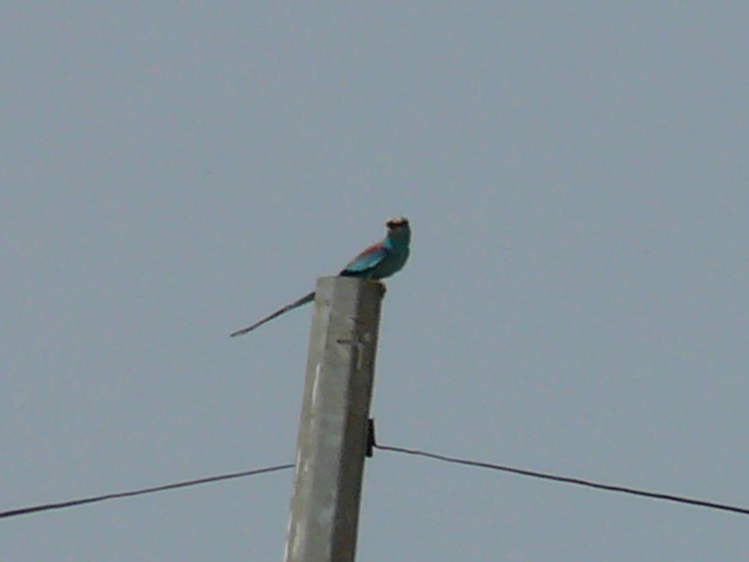 Image of Abyssinian Roller