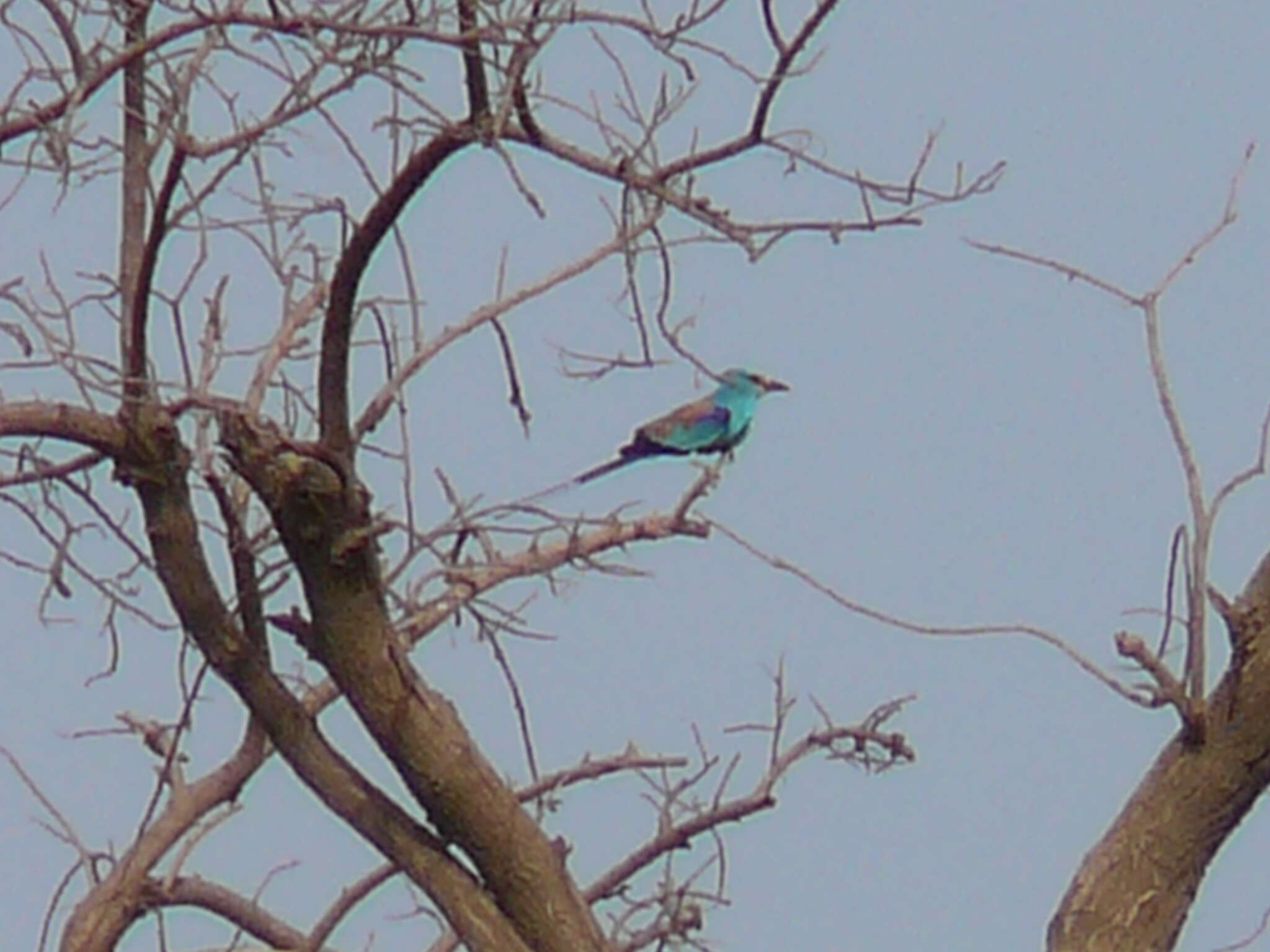 Image of Abyssinian Roller