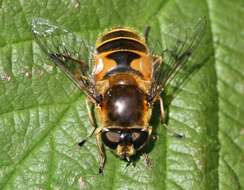 Image of <i>Eristalis horticola</i>