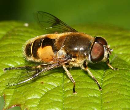 Image of <i>Eristalis horticola</i>