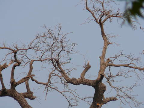 Image of Abyssinian Roller