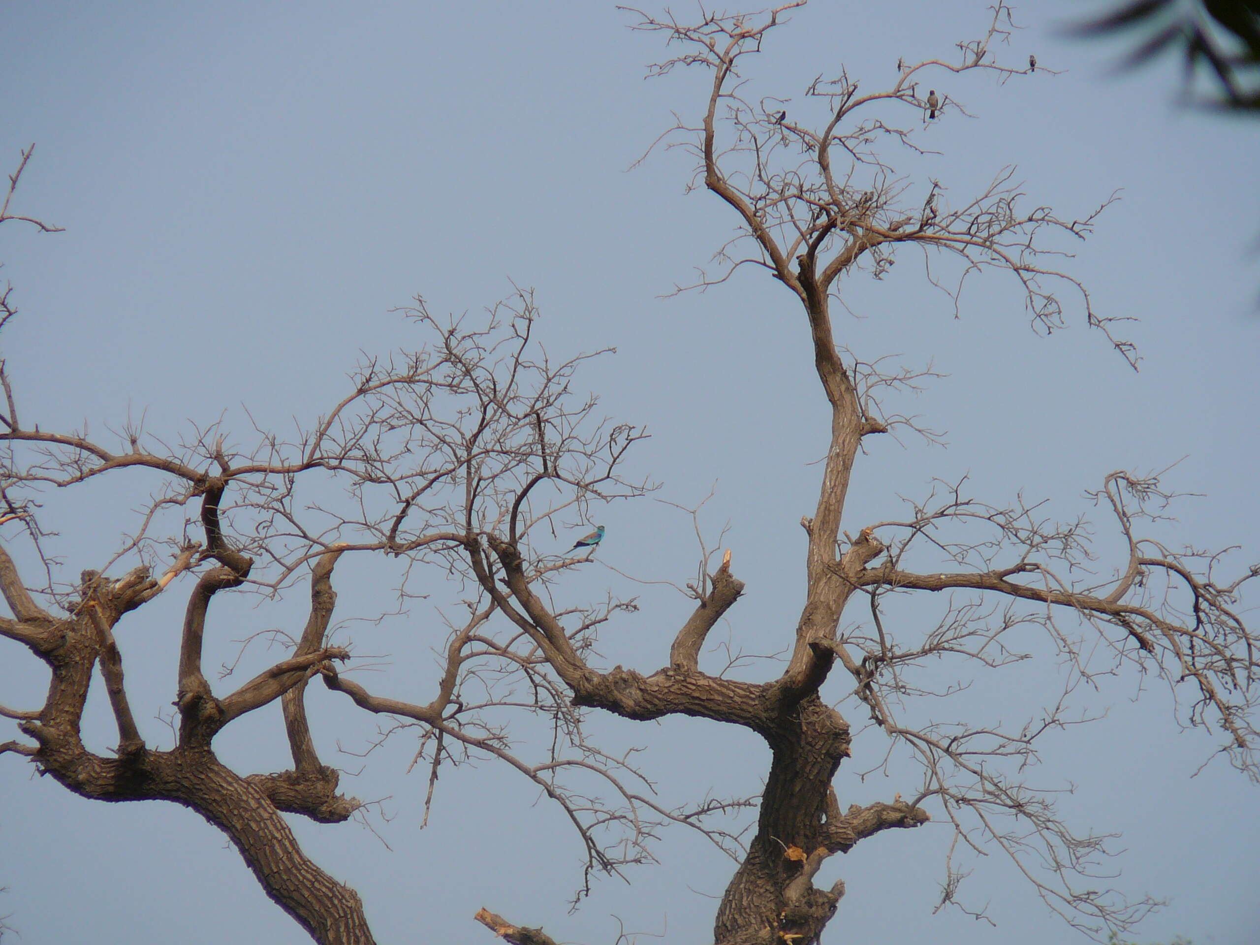 Image of Abyssinian Roller