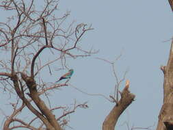 Image of Abyssinian Roller