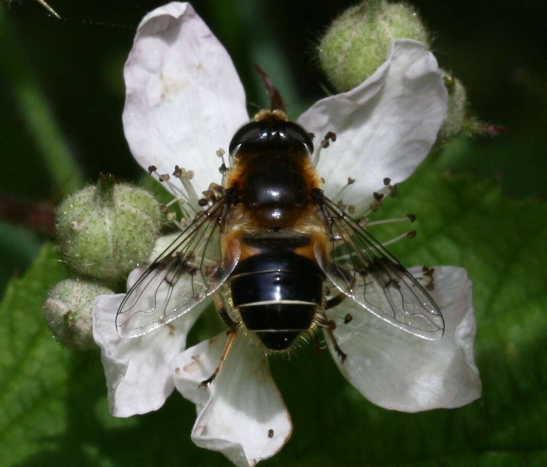 Image of Eristalis rupium Fabricius 1805