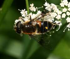 Image of Eristalis rupium Fabricius 1805