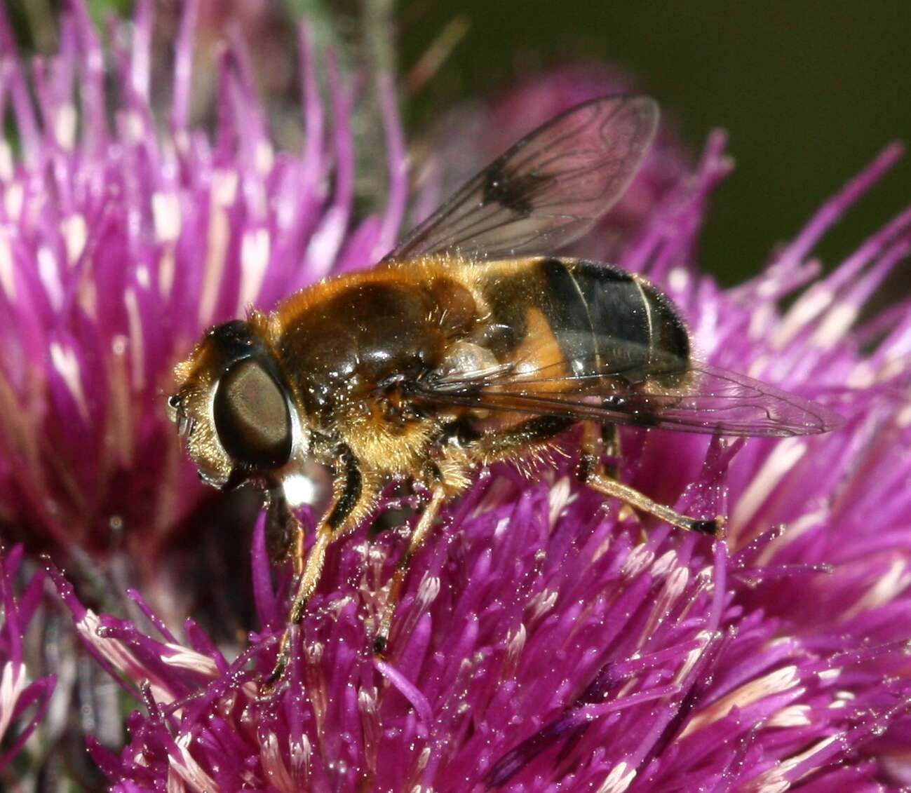 Image of Eristalis rupium Fabricius 1805