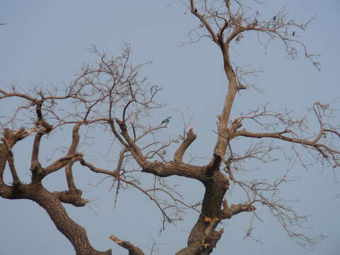 Image of Abyssinian Roller