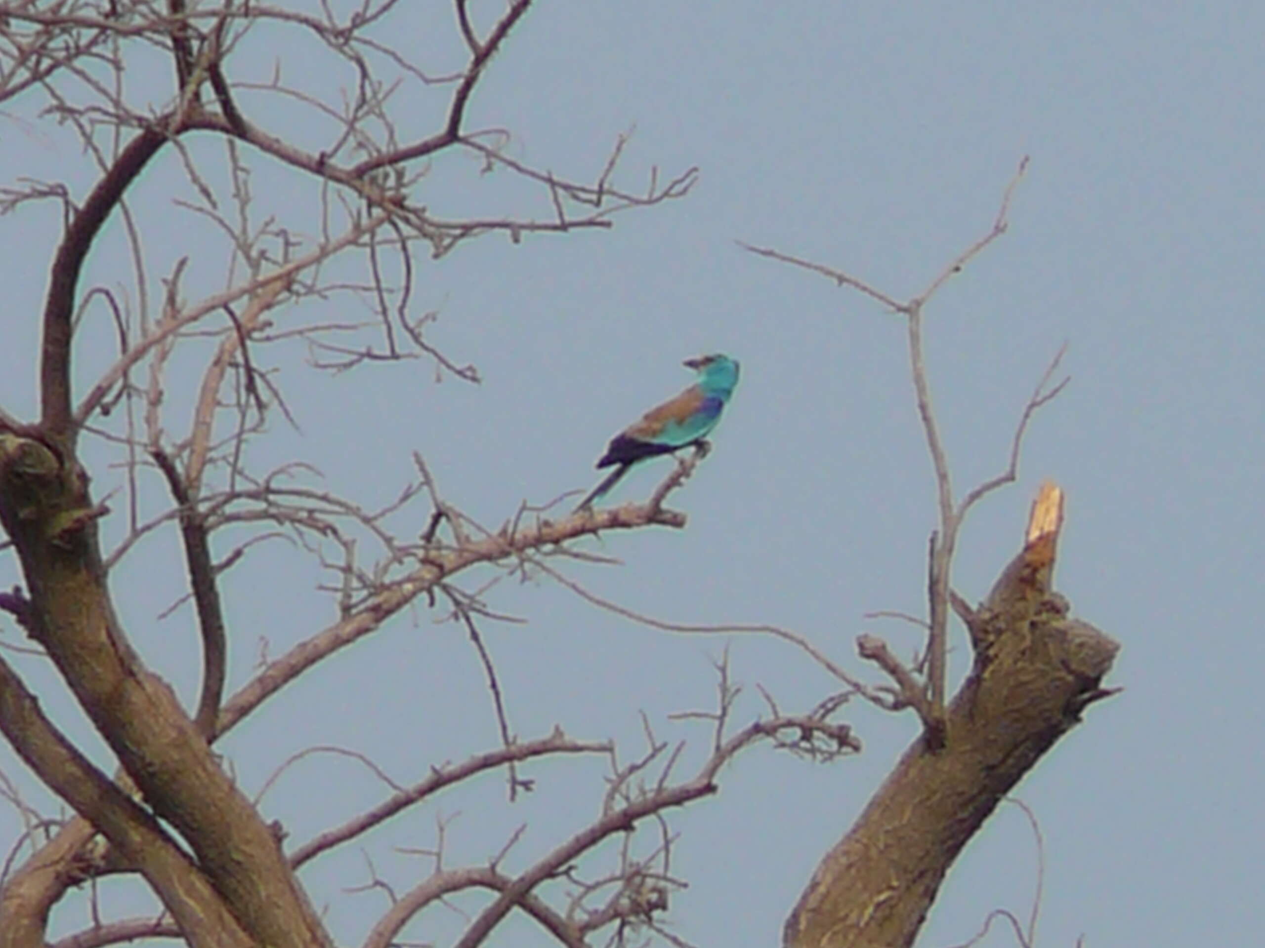 Image of Abyssinian Roller