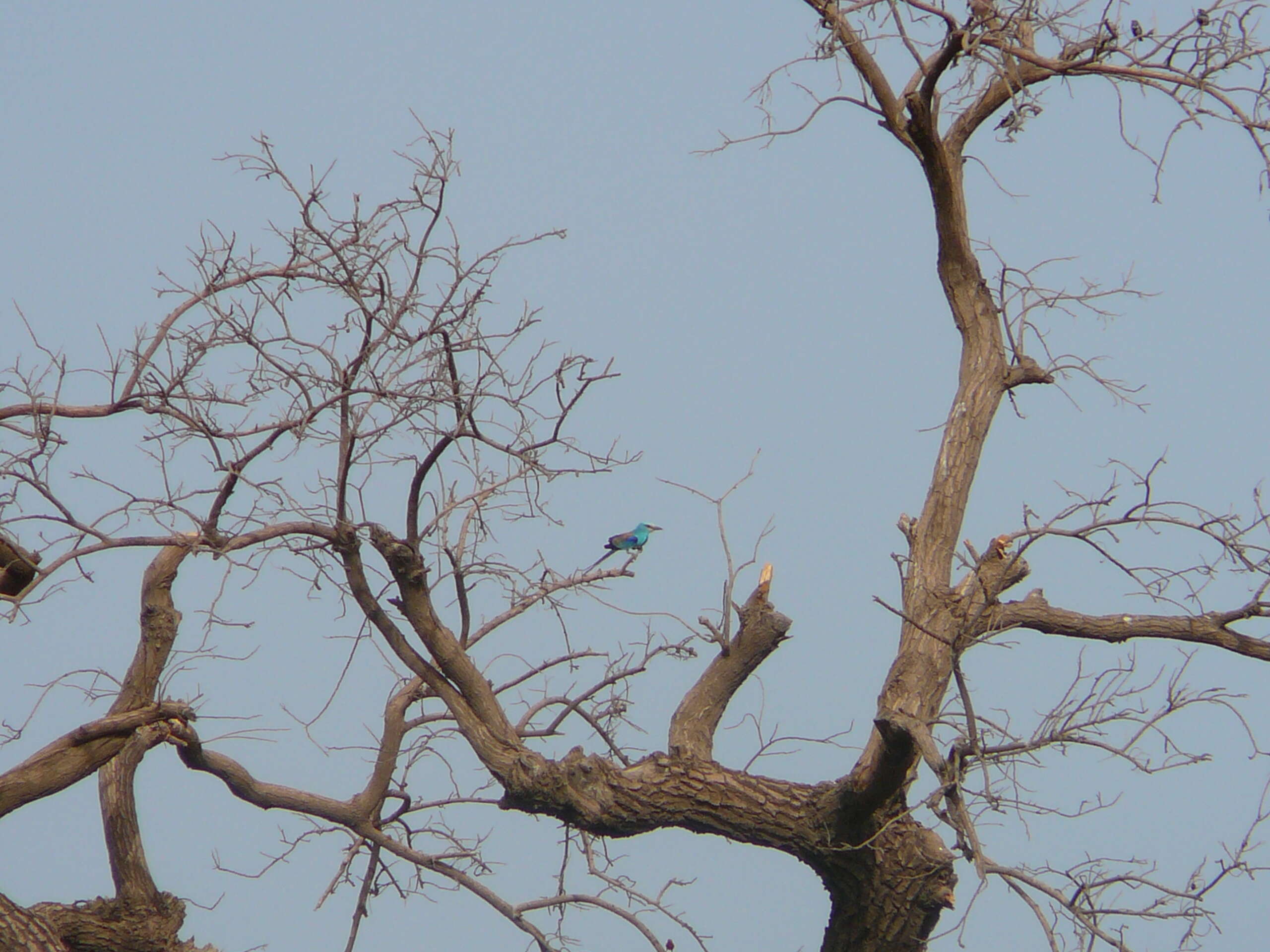 Image of Abyssinian Roller